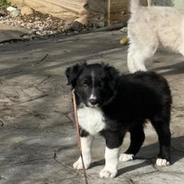 Border Collies from Murphys Farm