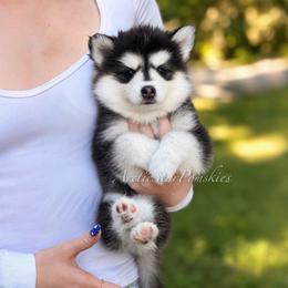 Jasmine - Black and white female Pomsky puppy in Wausau, Wisconsin from Arctic Star Pomskies