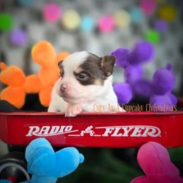 Reef - Chocolate and white male Chihuahua puppy in Piqua, Kansas from Cute As A Cupcake Chihuahuas