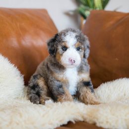 Blitz - male Australian Mountain Doodle puppy in Franklin County, Missouri from Brick House Farm Doodles