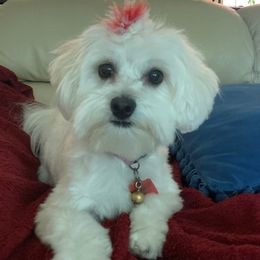 Maggie - Maltese