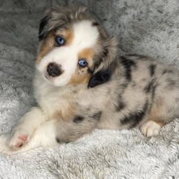 Miniature Australian Shepherds from Angela's Miniature Australian Shepherds