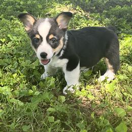 Pembroke Welsh Corgis from Sulphur Springs Corgis