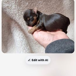 Pup 3 - Chocolate and tan male Yorkshire Terrier puppy in Albany, Minnesota from Sandy's Yorkshire Terriers