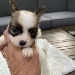Papillon Puppies from Deanna's Papillons