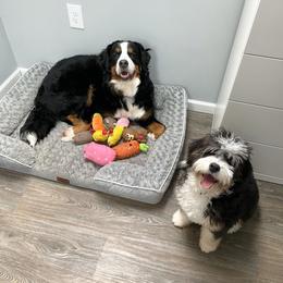 Bernedoodle and Goldendoodle Puppies from Point Breeze Doodles, LLC