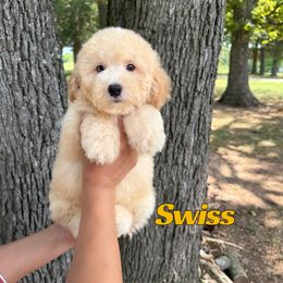 Swiss - Red male Bernedoodle puppy in Springfield, Missouri from PoodlelyDoodlely