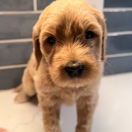 Favor - Apricot female Goldendoodle puppy in Silverdale, Washington from King Family Doodles