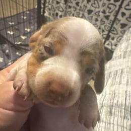 Girl  Ms Diamond - Dapple female Dachshund puppy in Casselberry, Florida from Amore Mini Dachshund Breeders & More