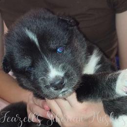 Deisel - Sable and white male Siberian Husky puppy in Richland, Mississippi from Feazell’s Siberian Huskies