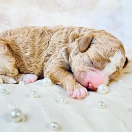 Country - Cream female Goldendoodle puppy in Evans, Georgia from Have-a-Doodle Hill