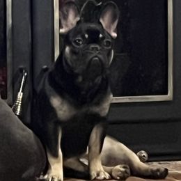 Lola - French Bulldog