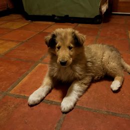 Boy 2 - Sable merle and white Collie puppy in Costilla, New Mexico from Belle Fleur Collies