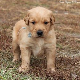 Riley's Light Blue Boy - Dark golden male Golden Retriever puppy in Idaho Falls, Idaho from Once Upon A Dream Kennels