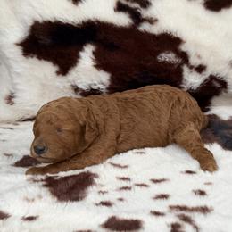 Scarlett - Red  female Poodle puppy in Readfield, Maine from Falling Star Poodles