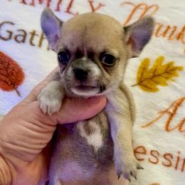 Beverly Hills - Fawn female Chihuahua puppy in Spring Hill, Florida from Stardom Chihuahuas & CKCS