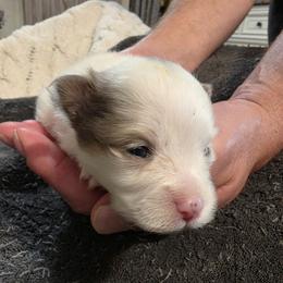 Missy - Tri-colored female Pomeranian puppy in Benbrook, Texas from J & B Pomeranians/Pomsky's L.L.C
