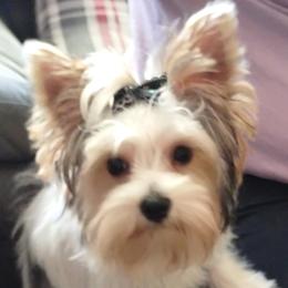 Lacey - Yorkshire Terrier