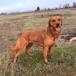 Golden Retriever All Grown Up from Heartwood Goldens