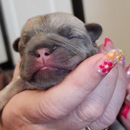 French Bulldog and Rottweiler Puppies from Riggs Blue Collar Rottweilers Von Haus Duxi