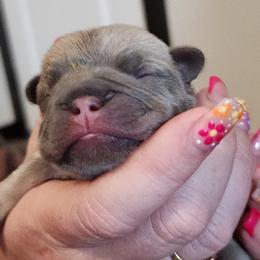French Bulldog and Rottweiler Puppies from Riggs Blue Collar Rottweilers Von Haus Duxi