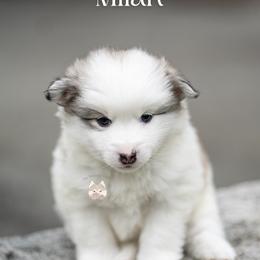 Milan - Blue male Pomsky puppy in San Mateo, California from The Pomsky Garden