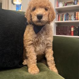 Harry (the second) - Cream male Goldendoodle puppy in De Land, Florida from Rezapour Doodle Estate