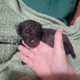 Mocha - Brown male Poodle puppy in Arkansas from Harper's Pups