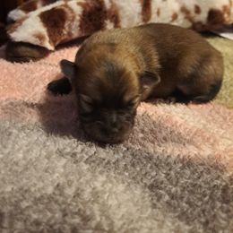 Boy 3 - Wolf sable male Pomeranian puppy in Lore City, Ohio from Tonia's Pomeranians