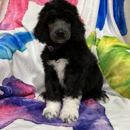 Marty Boy 4 - Silver Poodle puppy in Bristol, Virginia from Schrute Farms Standard Poodles