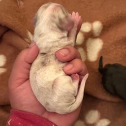 Girl 3 - Cream female Dachshund puppy in Saint Paul, Minnesota from Vibrant Eyes Doxies