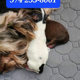 Yorkshire Terrier Puppies from Precious Paws LLC