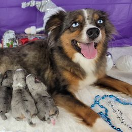 Jasmine - Miniature Australian Shepherd