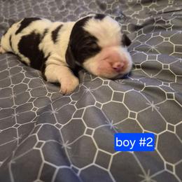 Boy 2 - Black and white male English Springer Spaniel puppy in Socorro, New Mexico from Huntin' Buddies