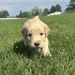 Dutch - Golden male Golden Retriever puppy in Peyton, Colorado from Jana Belanger