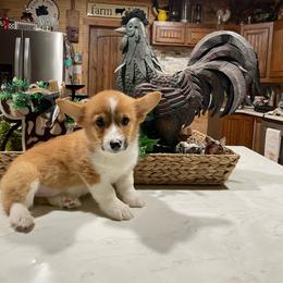 Little Beaver - Red female Pembroke Welsh Corgi puppy in Canton, Texas from Circle M Corgis