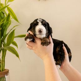 Springsteen - Tri-color male Bernedoodle puppy in New River, Arizona from Sonoran Standard Doodles