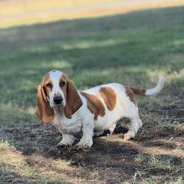 Goofy - Tan and white male Basset Hound puppy in Turlock, California from Valley Bassets & Dachshunds