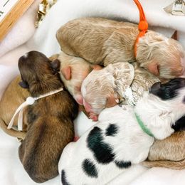 Cavapoo and Poodle Puppies from Freckle Paw Poodles