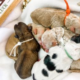 Cavapoo and Poodle Puppies from Freckle Paw Poodles