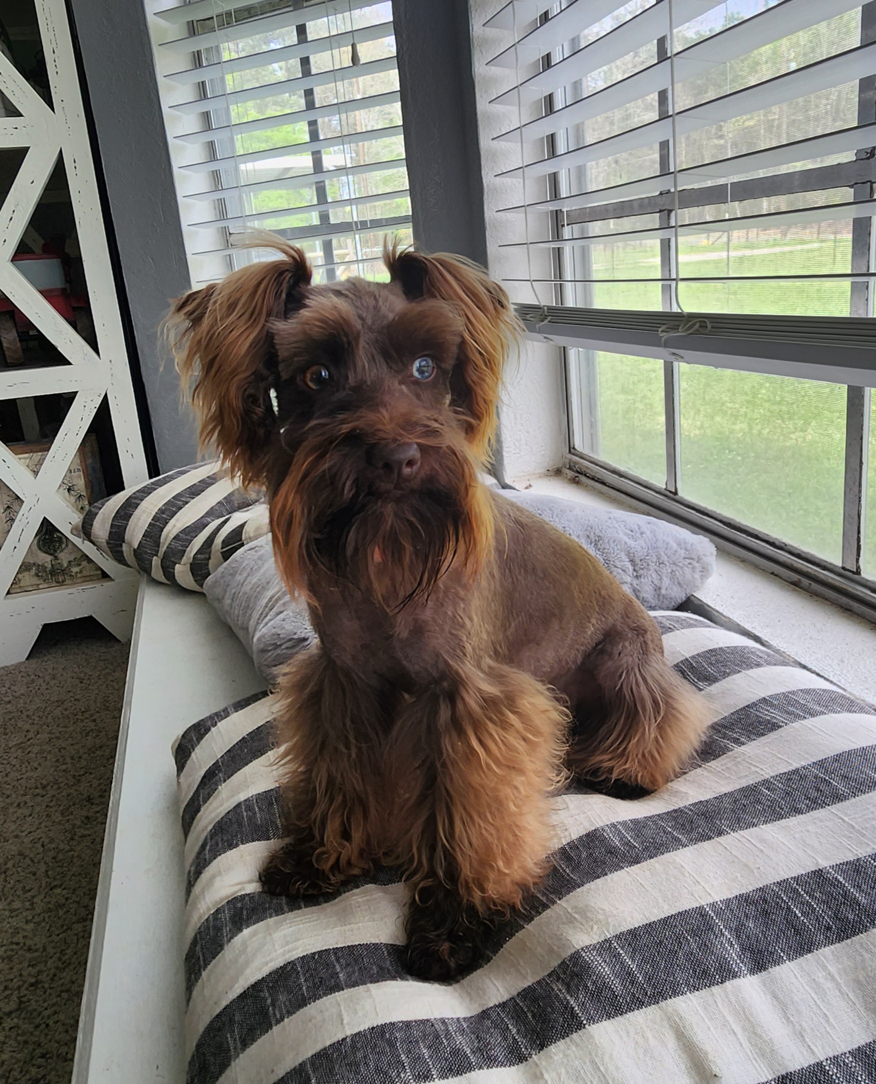 Sky - Miniature Schnauzer