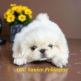AKC Vanier's Candace - White female Pekingese puppy in Texas from Vanier Pekingese