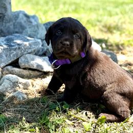 River - Chocolate female Dilute Retriever puppy in Baldwin City, Kansas from Hedge Lane Labradors