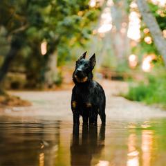 Beauceron puppies from Feu des Étoiles