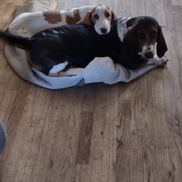Basset Hounds from Gem county bassets