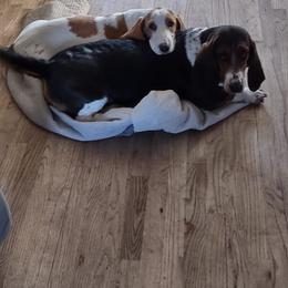 Basset Hounds from Gem county bassets