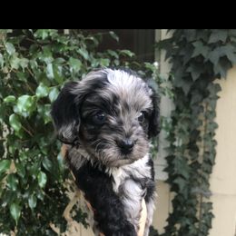 Cavalier King Charles Spaniel and Cavapoo Puppies from VITPOM PUPPIES