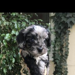 Cavalier King Charles Spaniel and Cavapoo Puppies from VITPOM PUPPIES