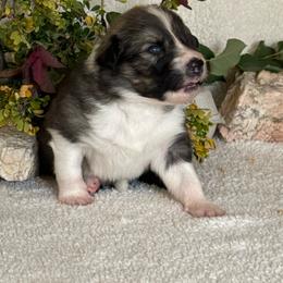 Girl 2 - female Native American Indian Dog puppy in Granby, Colorado from Turtle Island NAIDs