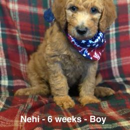 Labradoodle Puppies from Hippie Hollow Doodles